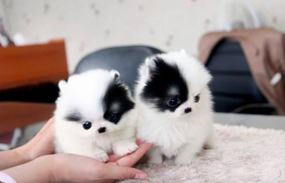 Daisy the Pomeranian